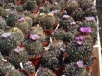 Echinofossulocactus mix (also available by 100)